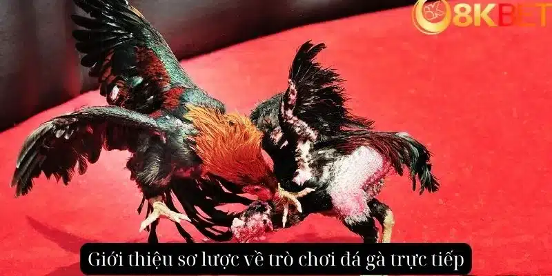 Giới thiệu sơ lược về trò chơi đá gà trực tiếp