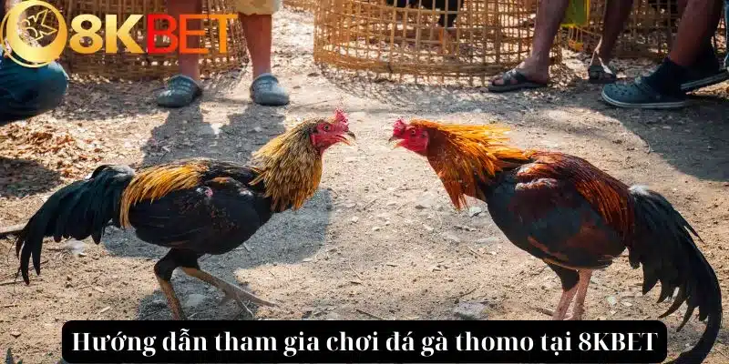 Hướng dẫn cách tham gia chơi đá gà thomo tại 8KBET