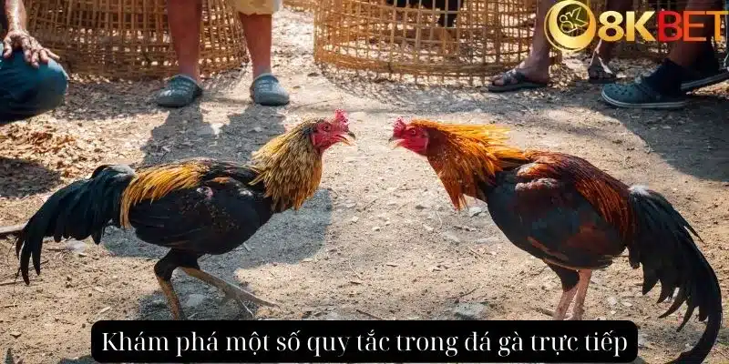 Khám phá một số quy tắc trong đá gà trực tiếp