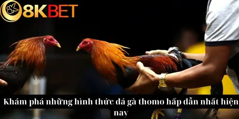 Khám phá những hình thức đá gà thomo hấp dẫn nhất hiện nay